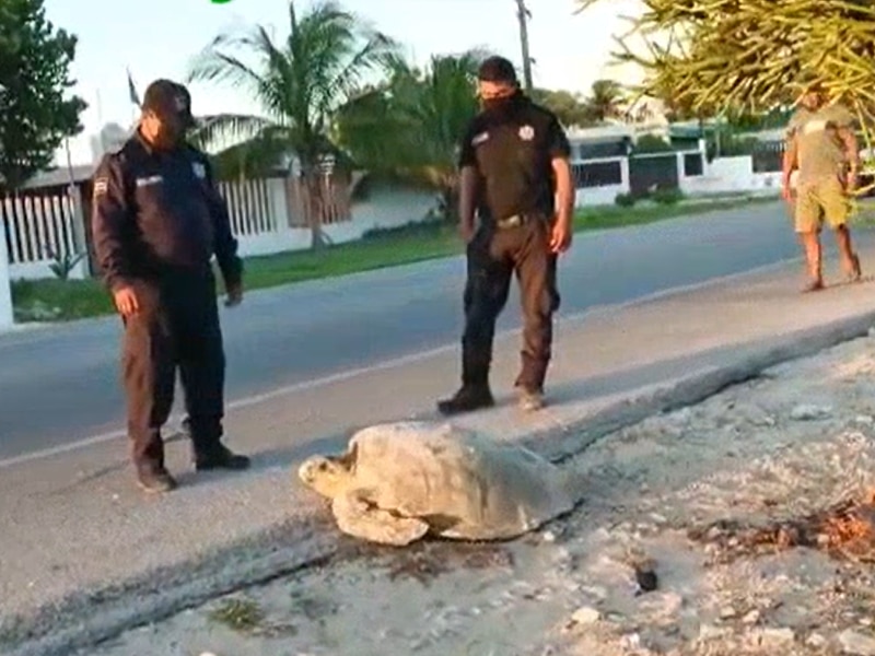 tortuga chelem