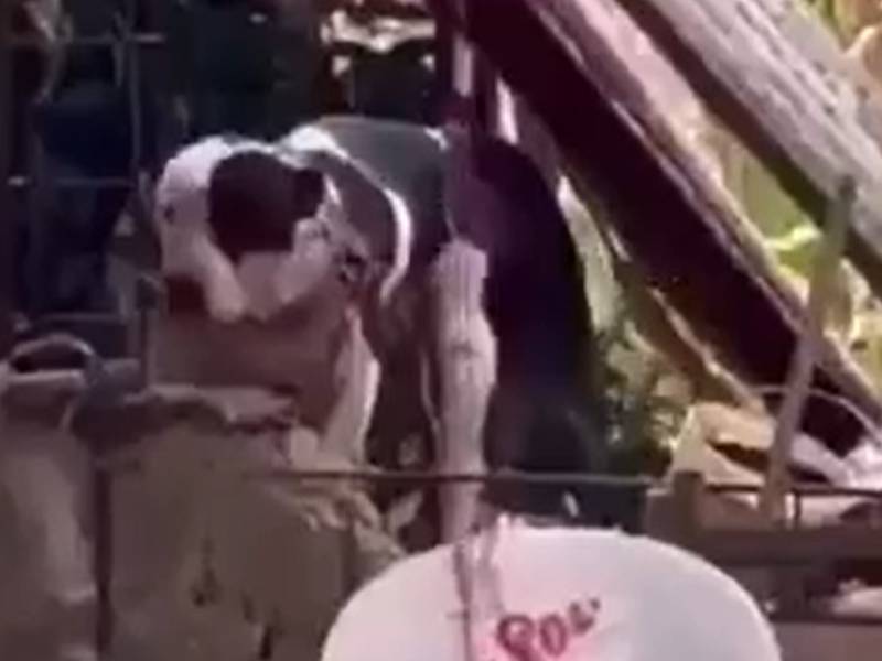 Familiares de ladron piden sacrificar a perro pitbull por atacarlo