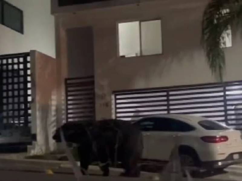 Captan a oso gigante en calles de Monterrey