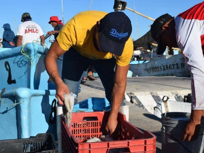 La sobreexplotación de caracoles en Yucatán amenaza el equilibrio ecológico, poniendo en riesgo la biodiversidad marina. Expertos alertan sobre su extinción.