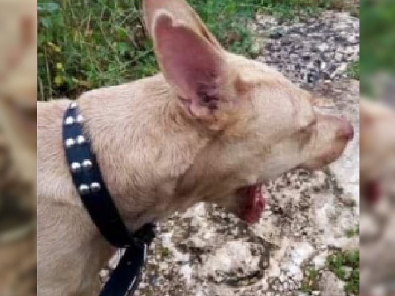 perrita