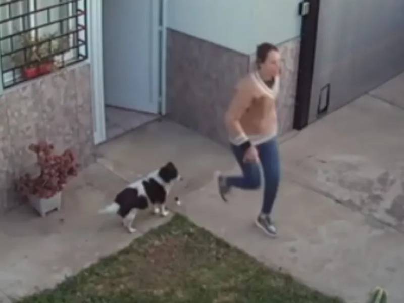 ¡Superhéroe! Perrito alerta a madre que su bebé escapó; evita accidente
