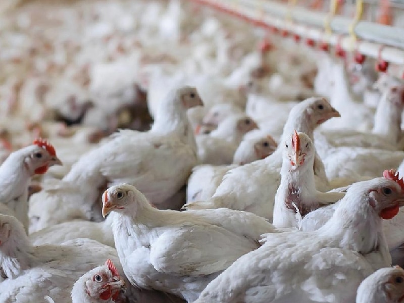 De regreso, pollos provenientes de la entidad que iban a Q. Roo