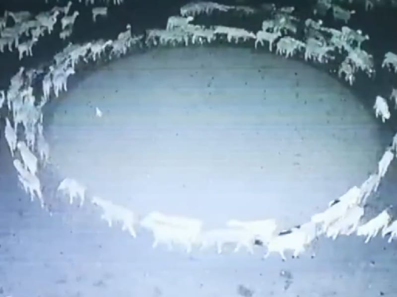 Video. ¡Un misterio! Ovejas caminan en círculos; llevan más de 10 días así