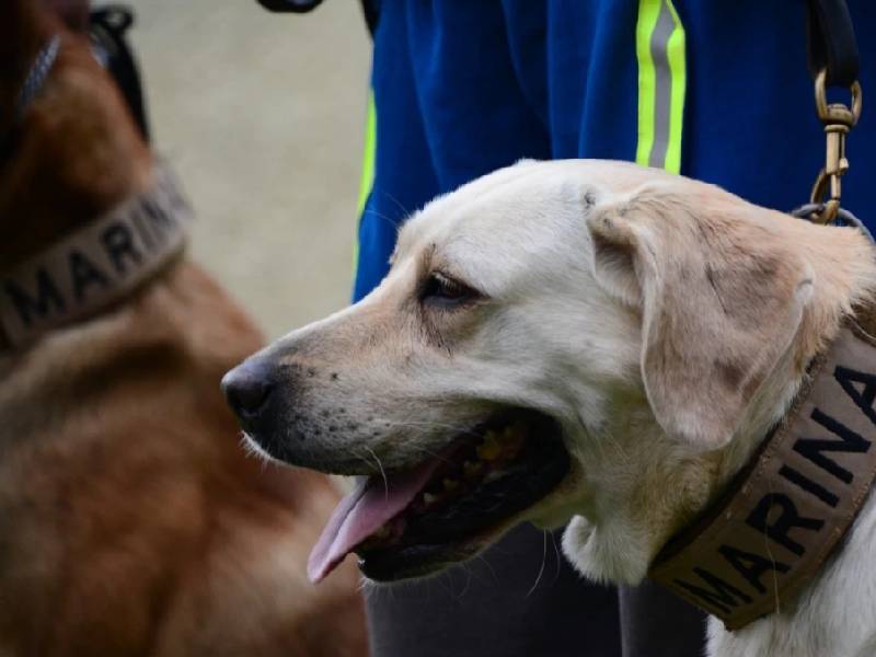 ¿Quién fue Frida, la perrita rescatista durante el sismo de 2017 en México?
