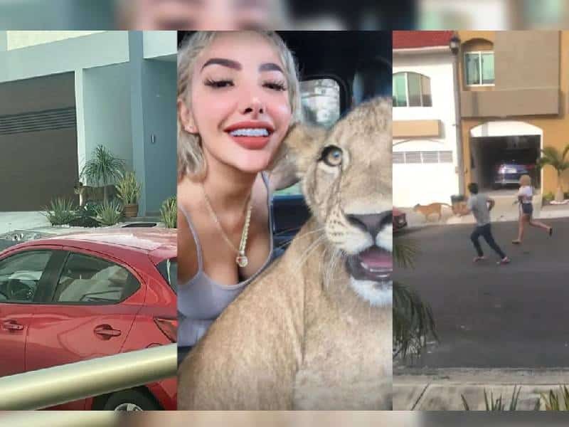 “Solo se salió 5 minutos”: Dueña de león suelto en Veracruz