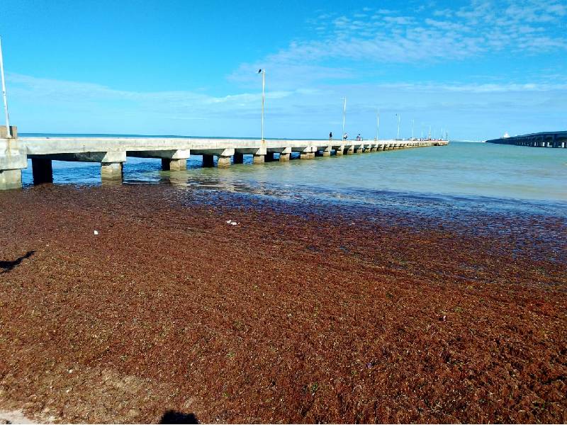 Sargazo genera metales pesados que pueden contaminar el manto freático