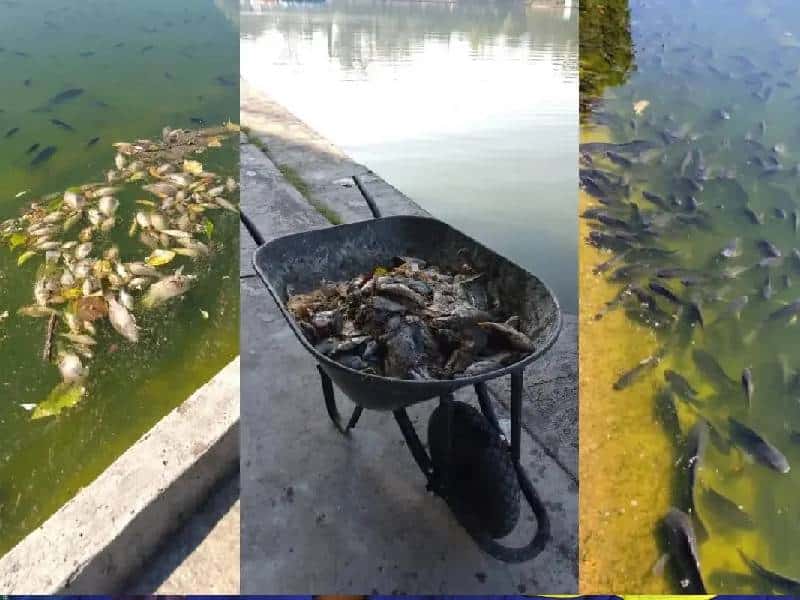 Reportan muerte masiva de peces en Lago de Chapultepec