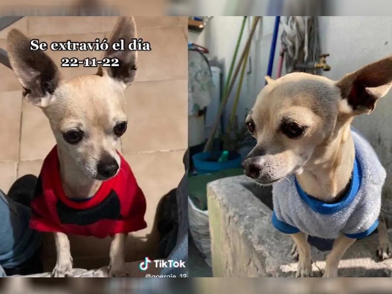 ¡OWW! Joven ofrece boleto de Bad Bunny en recompensa por su perrito extraviado
