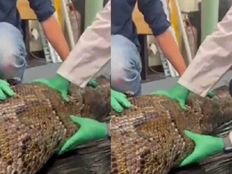 Pitón de 5 metros devora caimán y es sacrificada