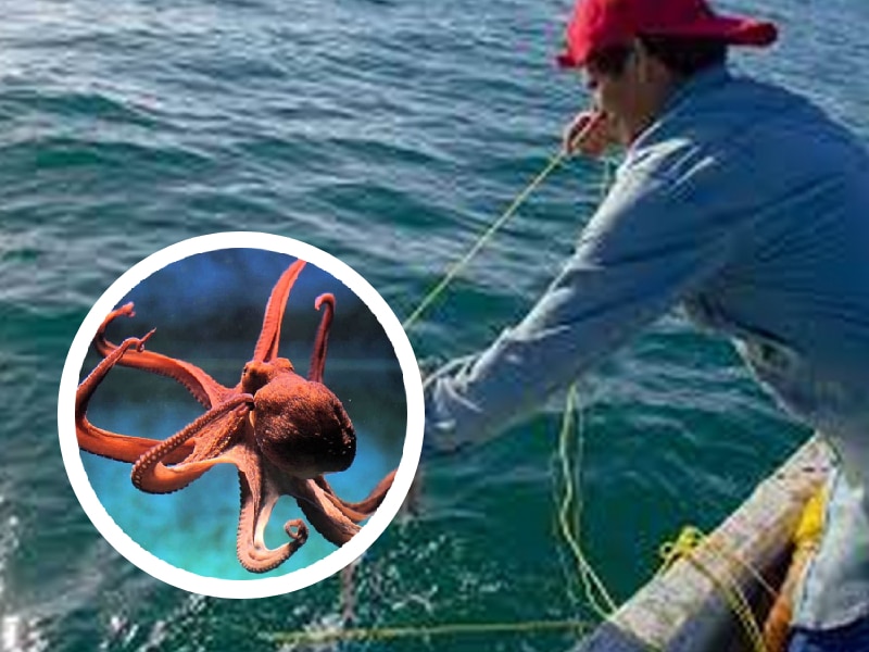 Se desploma capturade pulpo en Yucatán