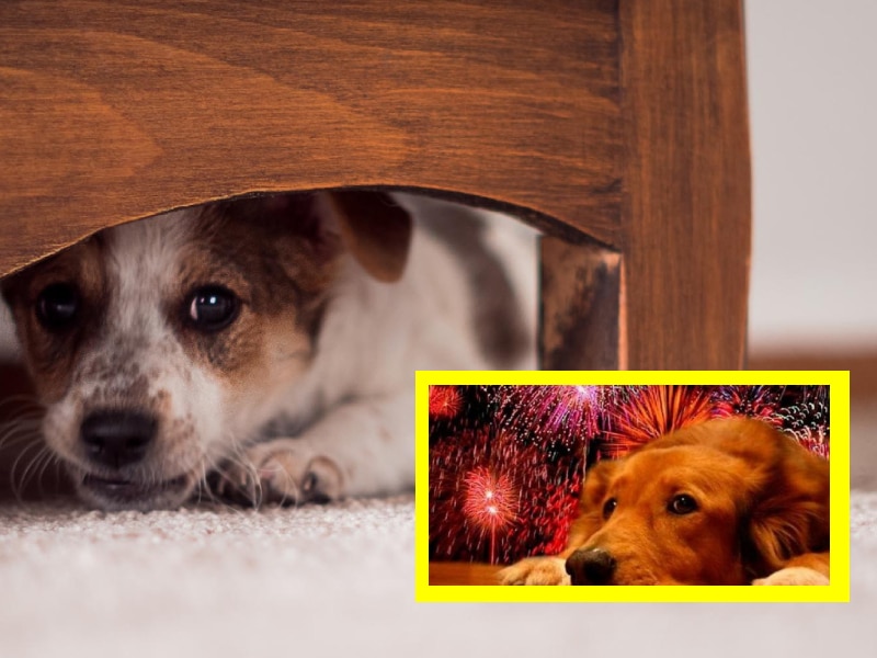 Las mascotas, severamente afectadas con la pirotecnia