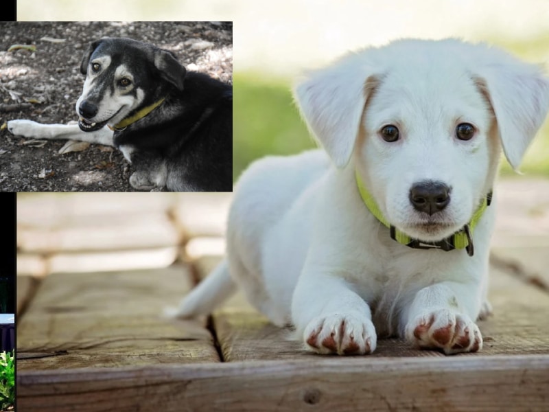 Piden que nuevo reglamento avale trato digno a mascotas