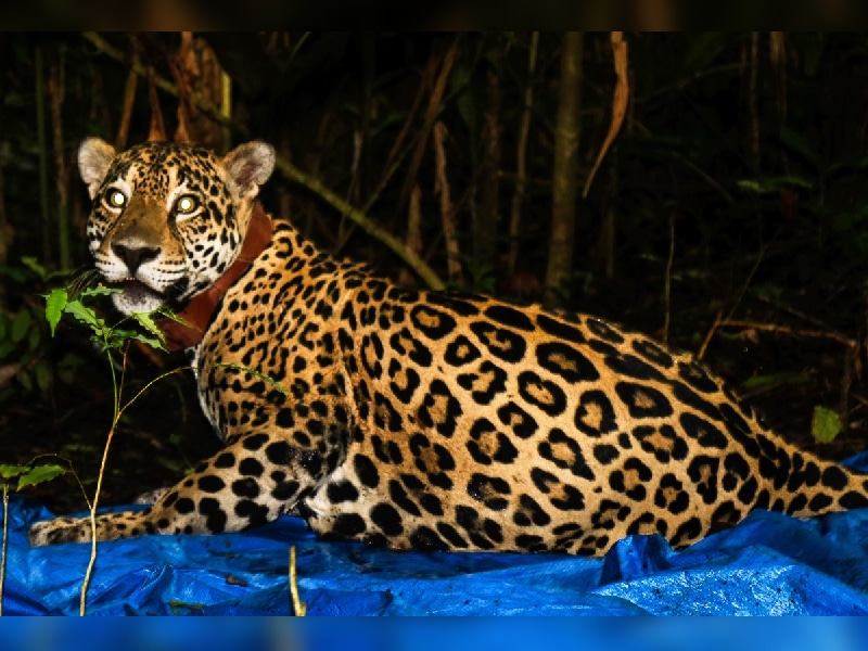 jaguar