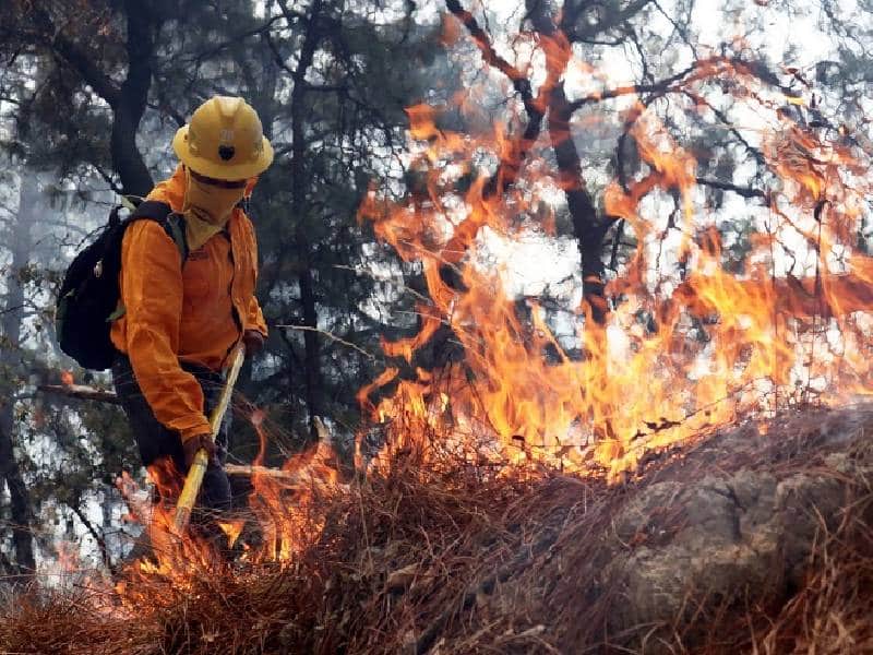 Deforestadas, 495 mil hectáreas de árboles en Yucatán