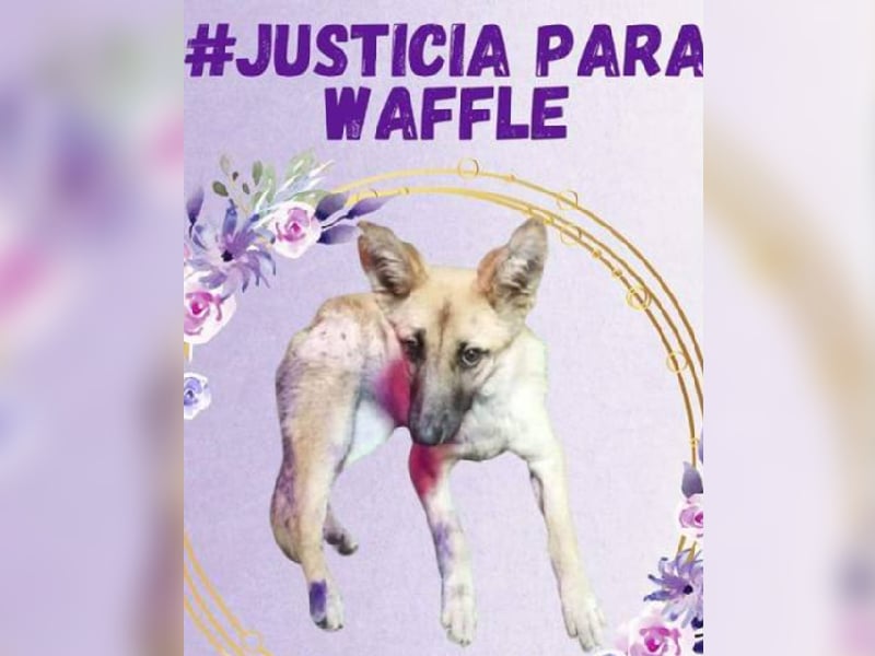 waffle