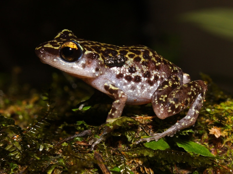 especies animales