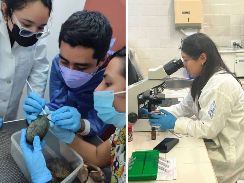 Tener una tortuga de mascota podría tener riesgos