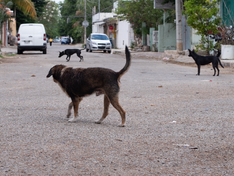 perros callejeros