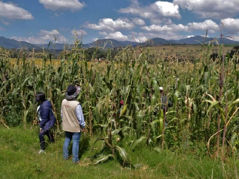 Apoyan a 1.8 millones de productores en 2022