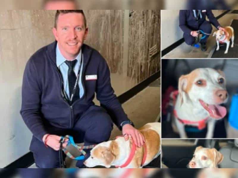 Dueña abandona a su perrita en el aeropuerto; no cupo la jaula debajo del asiento