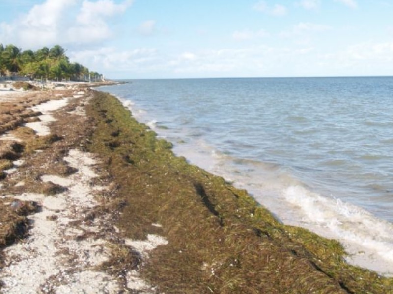 Corrientes del Golfo alejan el sargazo