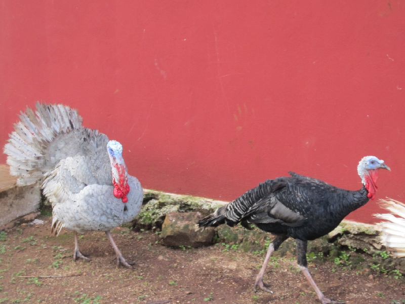 Baja 30% la venta de pavo