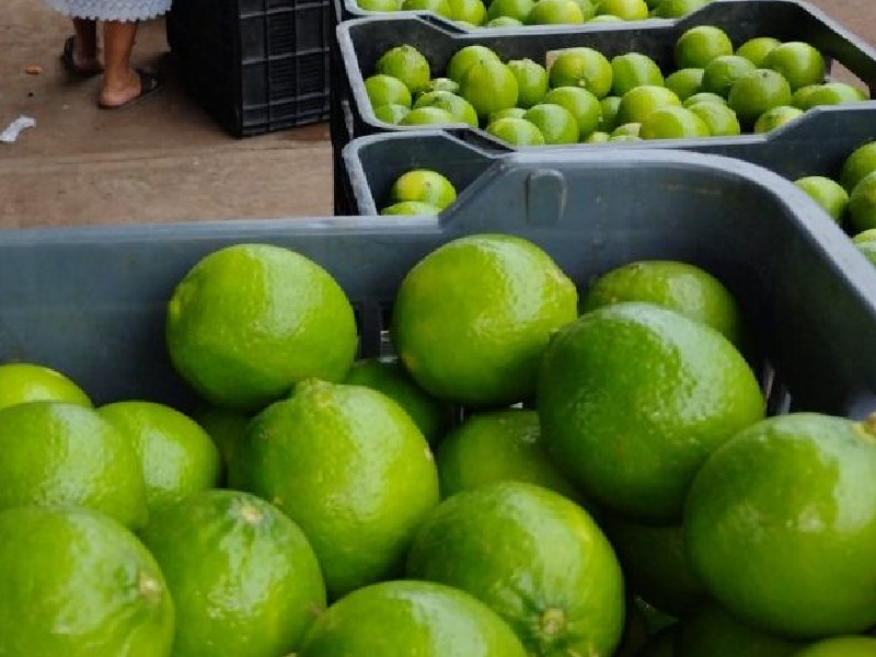 Bendecirá Cuaresma a productores de limón