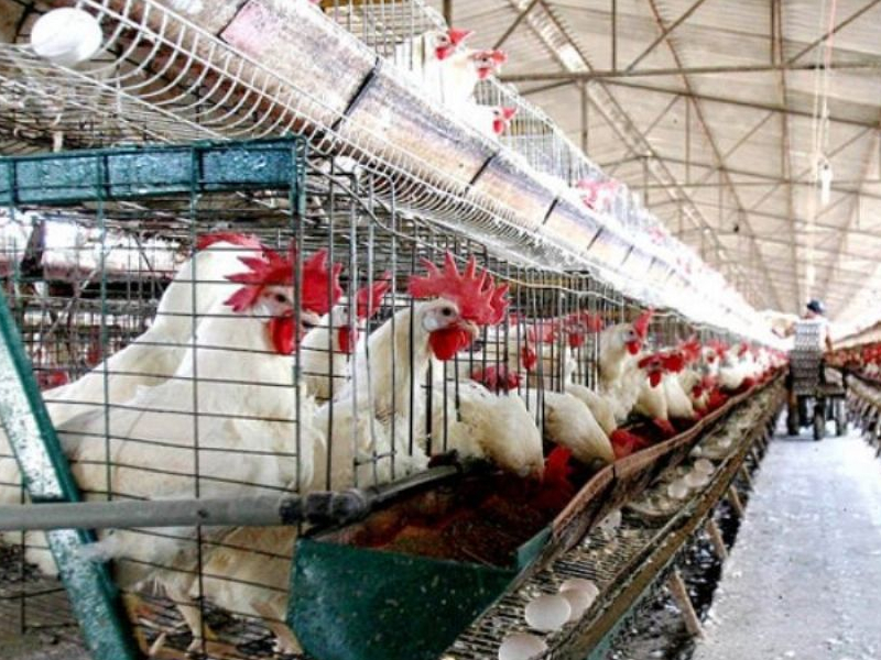 Levanta la Sader emergencia avícola en Yucatán