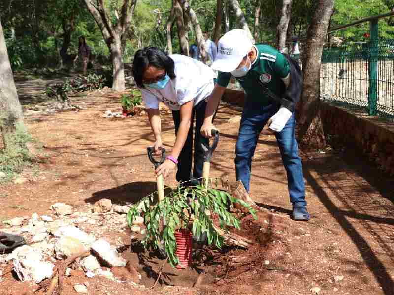 reforestacion