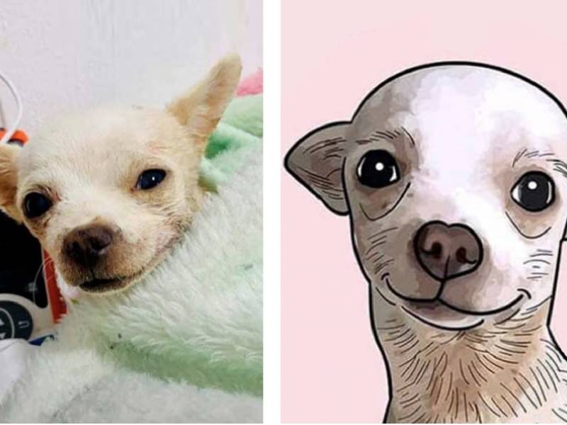 Muere Pinky, el perrito chihuahua que defendió su hogar de un ladrón