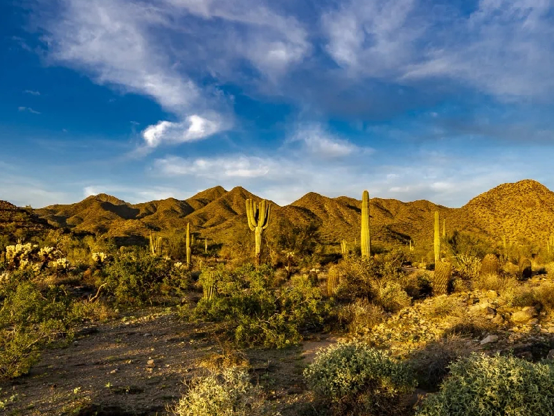 sonora