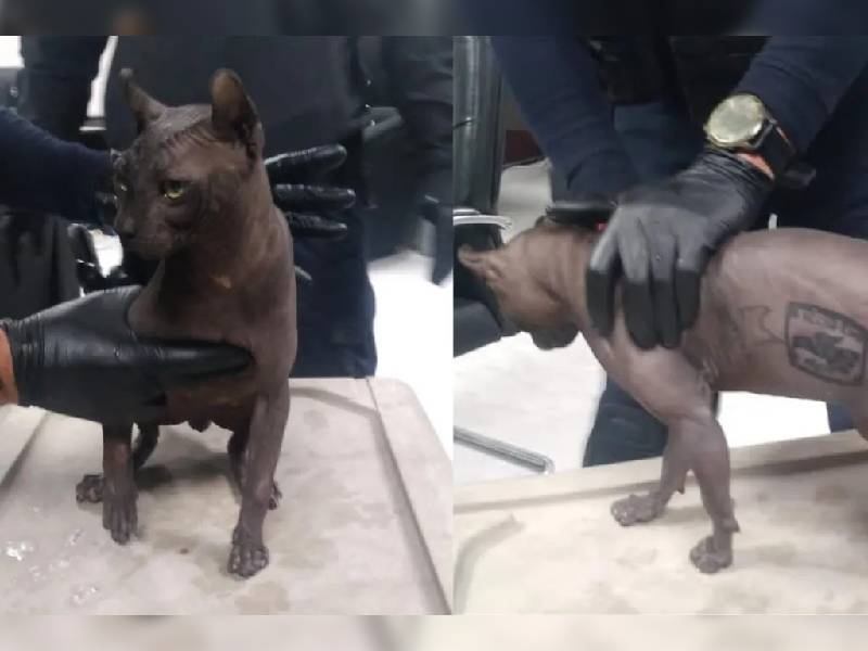 Gato egipcio es rescatado de reos del Cereso 3; tenía un tatuaje de “Los Mexicles”