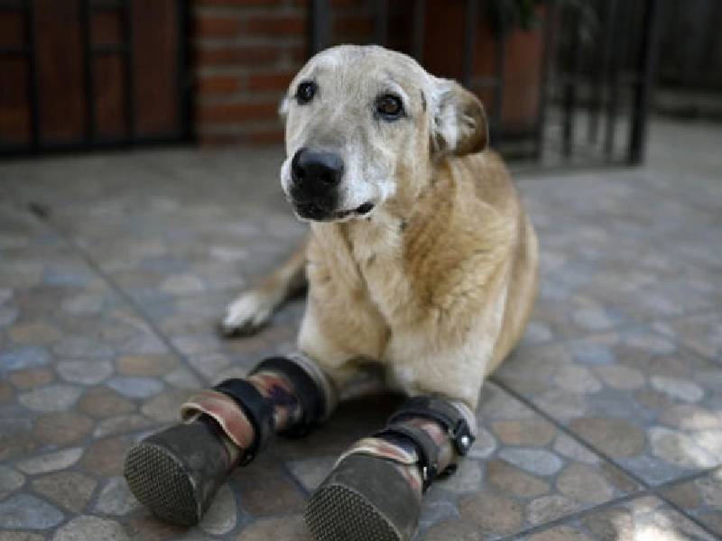 Víctima del narco, un perro mexicano mártir en camino al estrellato