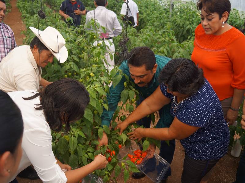 Entidad se impone en la producción de habanero