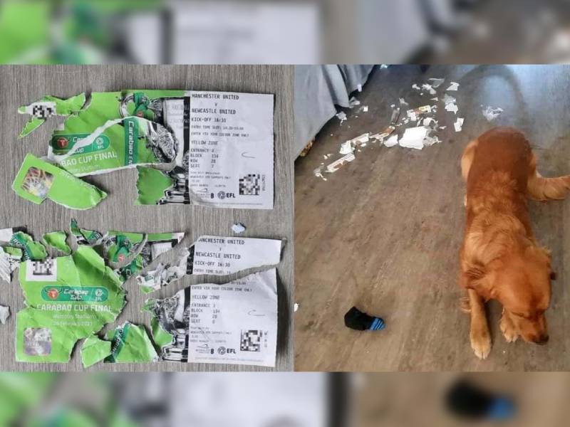 Vende en Facebook a su perrito por comerse los boletos de la Final