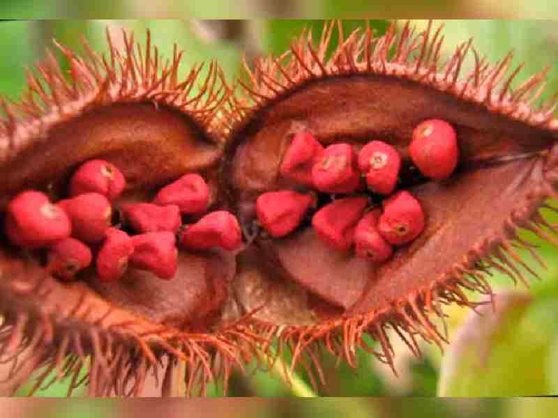 achiote yucateco