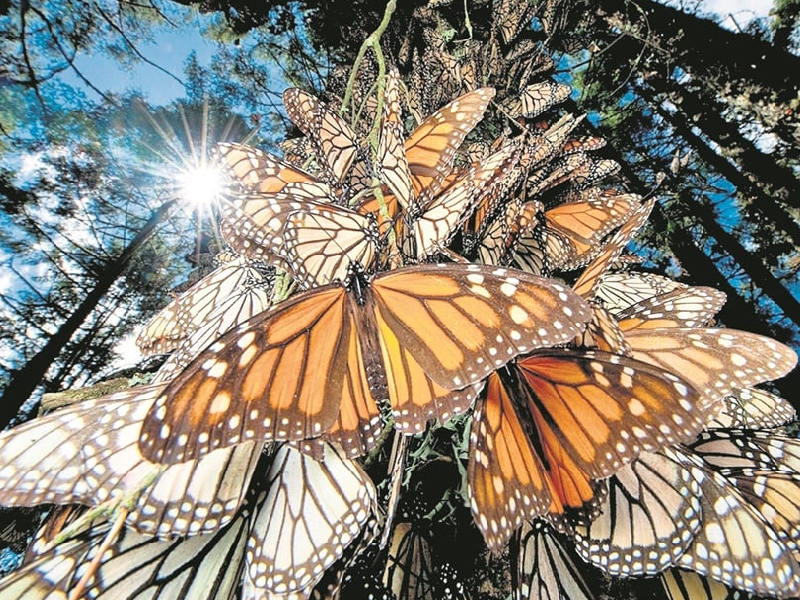 mariposa monarca