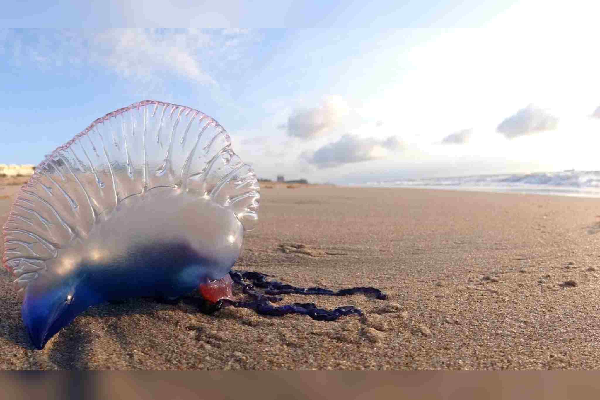 medusas progreso