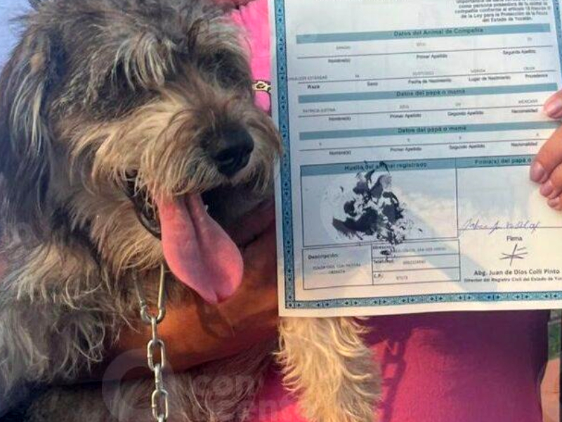 Mil 500 mascotas ya tienen su acta de nacimiento en Mérida