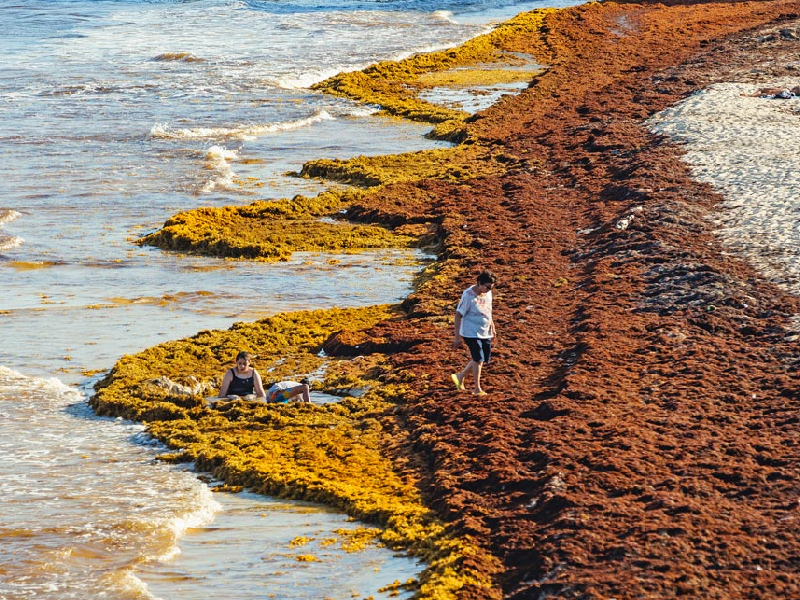 Corrientes del Golfo alejan el sargazo