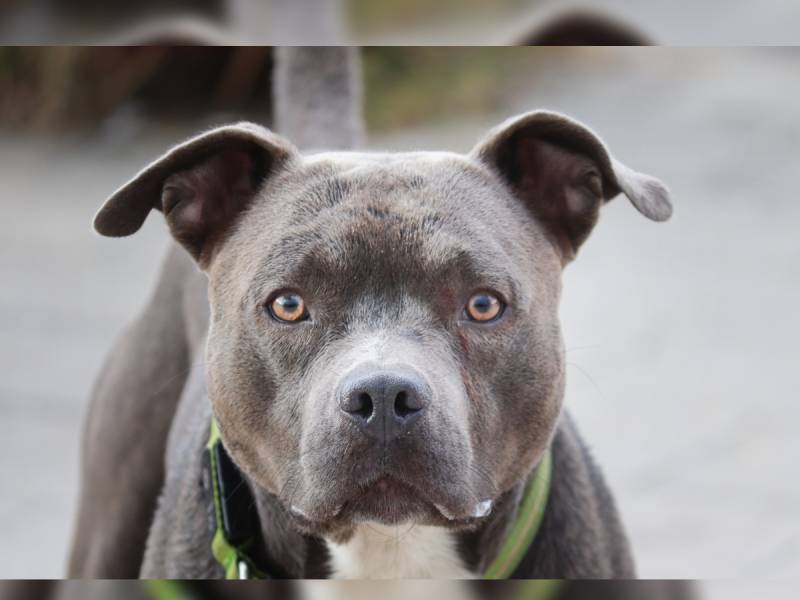 Tras 3 días de adoptarlo, abuelita muere por ataque de su perro Pitbull