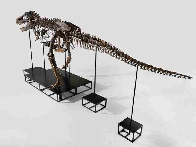 tiranosaurio