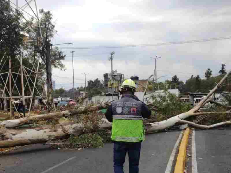 Fuertes ráfagas de viento derriban árboles, van dos lesionados