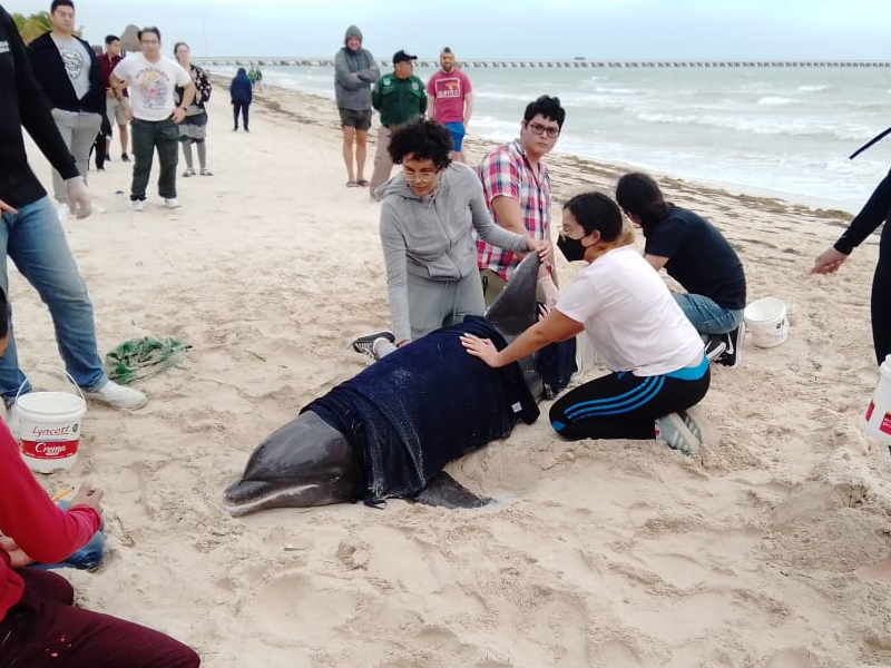 Sospechan ataque de orca a delfín varado