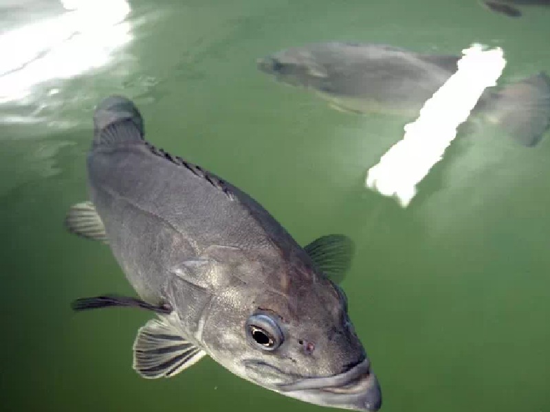 El cultivo de mero, alternativa a una especie por demás impactada