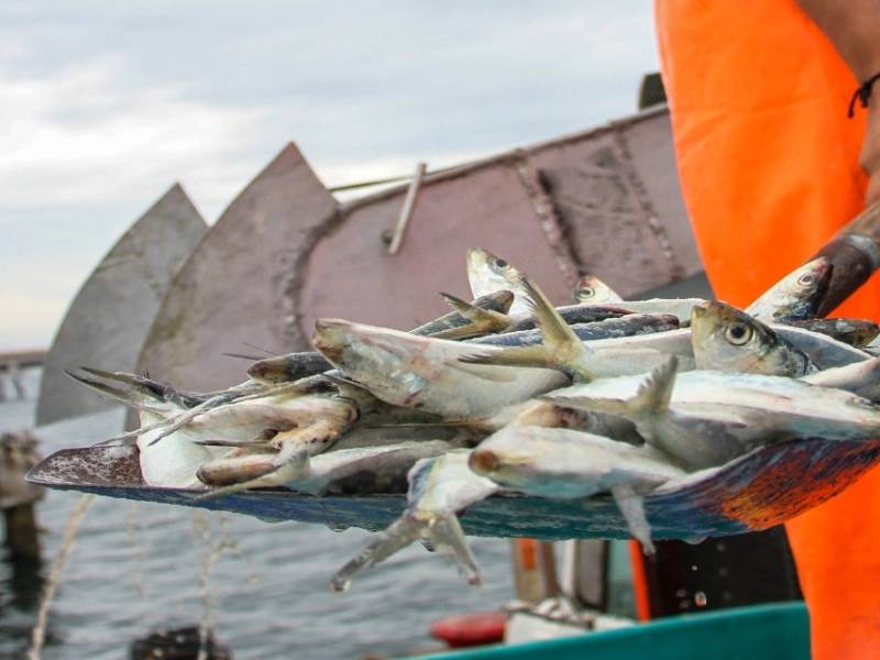 Sardina, una opción nutritiva y accesible para esta Cuaresma