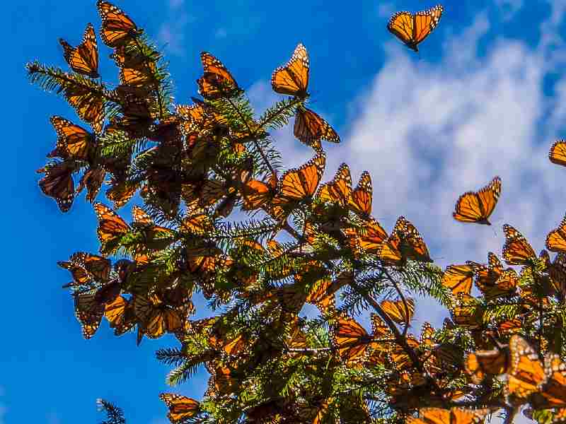 mariposas