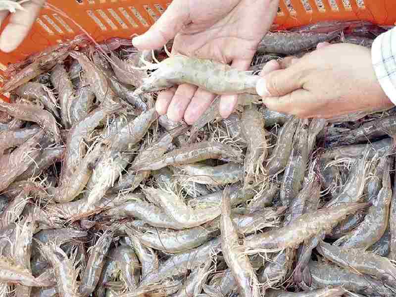 camarones