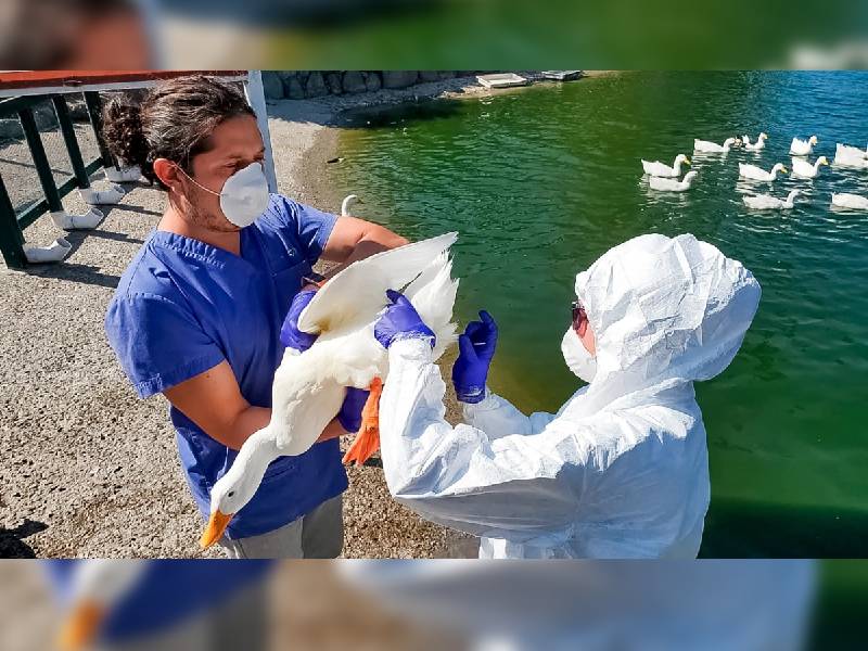 México alista reunión de alto nivel contra la influenza aviar